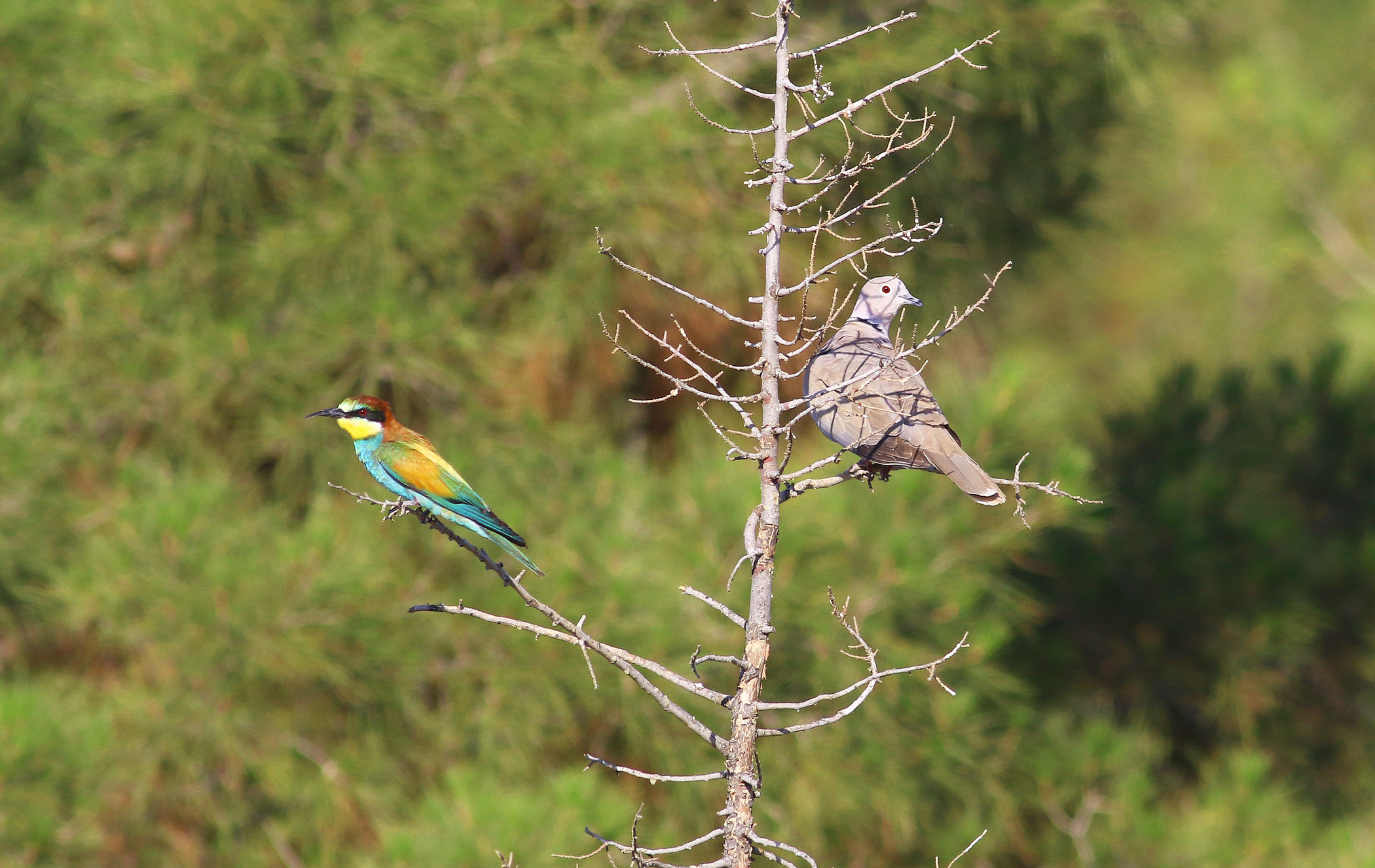 European Bee-eater